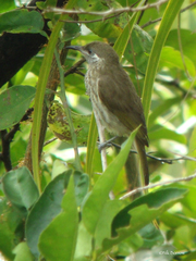 Lichmera alboauricularis