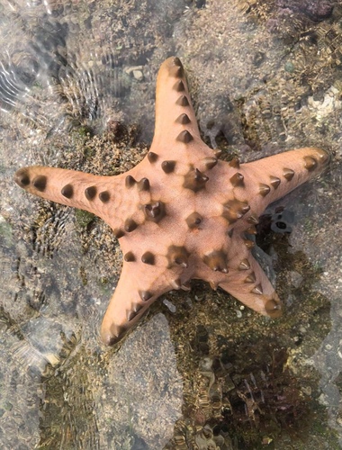 Chocolate Chip Sea Star
