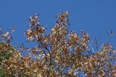 Quercus laevis image