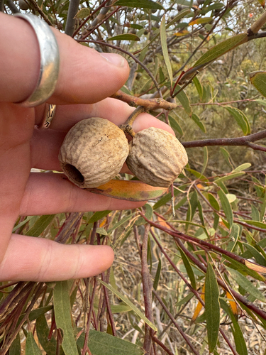 Ball-fruited Mallee (Eucalyptus buprestium)
