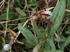 Zeta abdominale