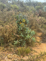 (c) Tyler Anthony, some rights reserved (CC BY) Hakea victoria, photograph (c) Tyler Anthony, some rights reserved (CC BY)