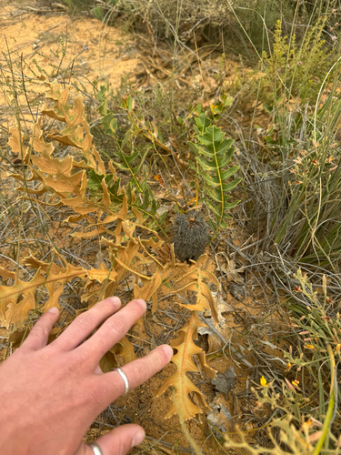 Banksia repens, photograph 6