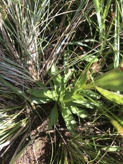 Schizochilus flexuosus