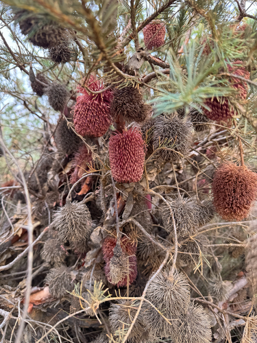 Nodding Banksia (Banksia nutans)