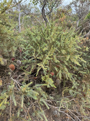 Banksia nutans, photograph 3