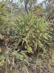 Banksia nutans, photograph (c) Tyler Anthony, some rights reserved (CC BY)