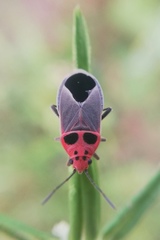 Graptostethus argentatus