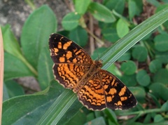Anthanassa frisia