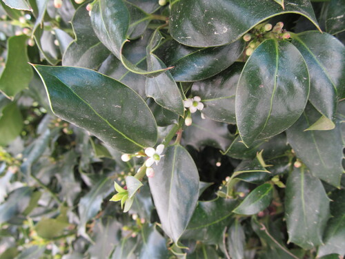 English Holly