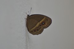 Brakefieldia perspicua perspicua