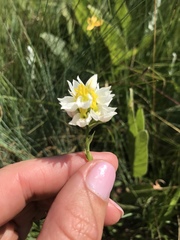 Schizochilus flexuosus