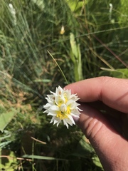 Schizochilus flexuosus