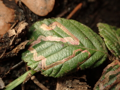 Stigmella aurella