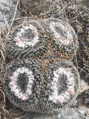 Mammillaria chionocephala