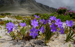 Aristea oligocephala
