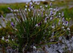 Aristea oligocephala