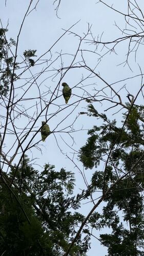 Turquoise-fronted Amazon