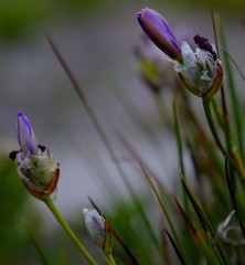 Aristea oligocephala