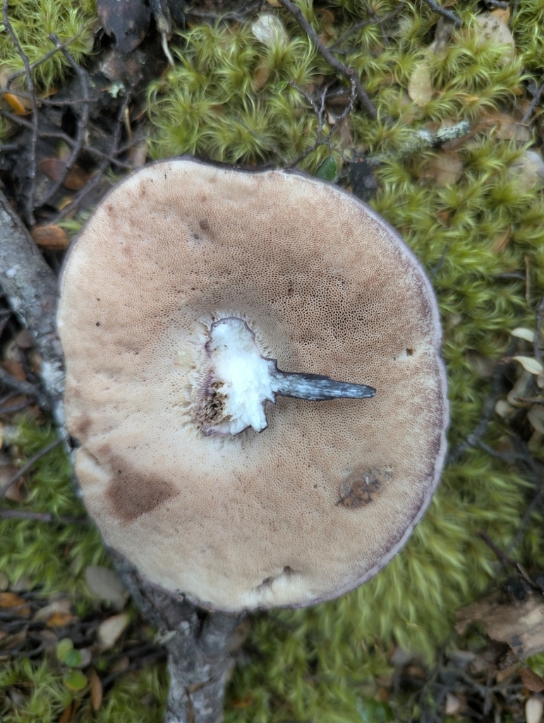 Tylopilus formosus · January 2026 · photo: © kohatuer (iNaturalist, cc-by-nc)