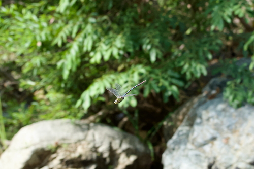 Giant Darner (Anax walsinghami)