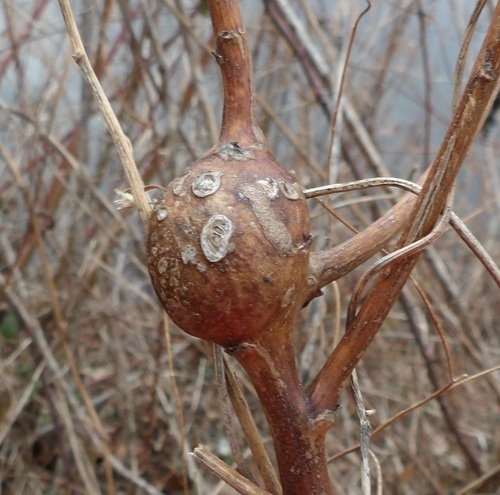 Unknown species found near North Creek Lake, Montgomery Village, MD 20886, USA