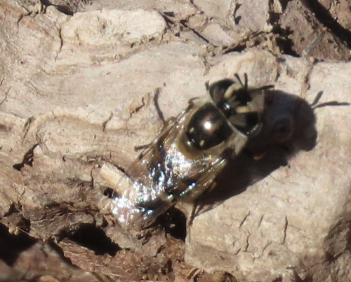 Unknown species found near Eddy County, NM, USA