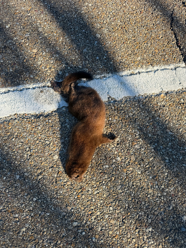 American Mink observed by seejanebird