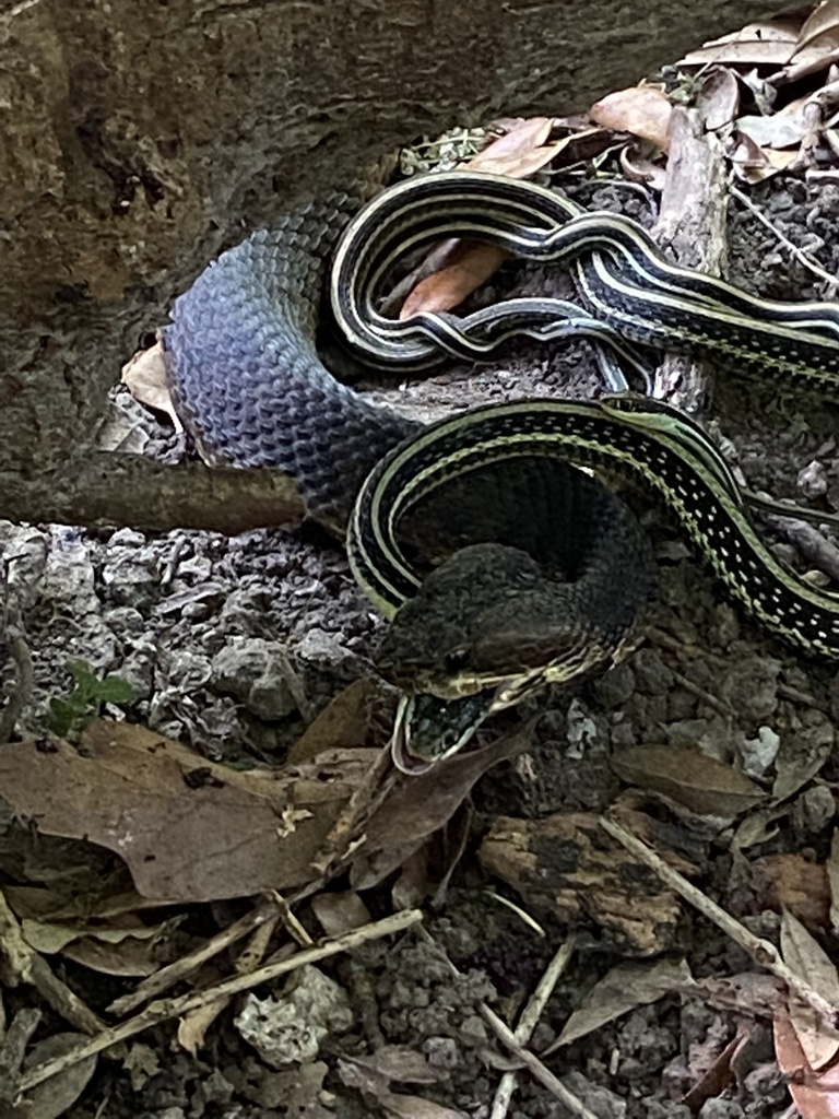 Predating Northern Cottonmouth from Boy Scout Woods Sanctuary, Bolivar Peninsula ...