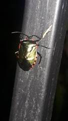 Rhyssocephala infuscata