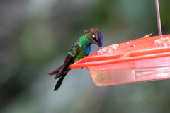 Heliodoxa leadbeateri