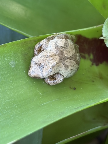 Spring Peeper observed by abby_sp