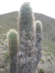 Tillandsia virescens