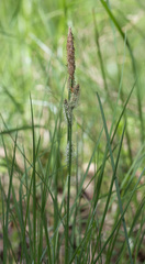 Carex cespitosa