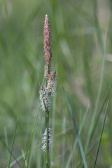 Carex cespitosa