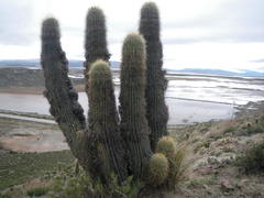 Trichocereus bertramianus