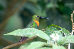 Heliodoxa aurescens