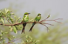 Swallow-Tailed Bee-Eater photo 3