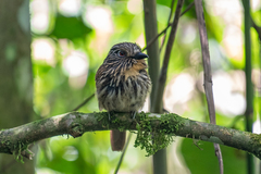 Malacoptila fulvogularis