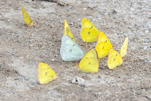 Clouded sulphur