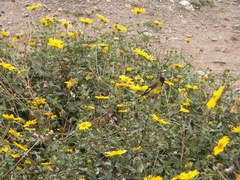 Spinus magellanicus bolivianus