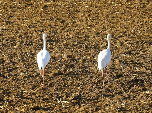 Siberian Crane