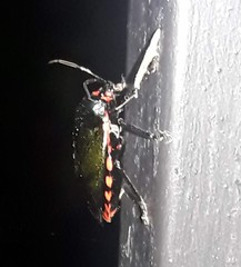 Rhyssocephala infuscata