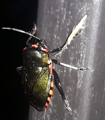Rhyssocephala infuscata