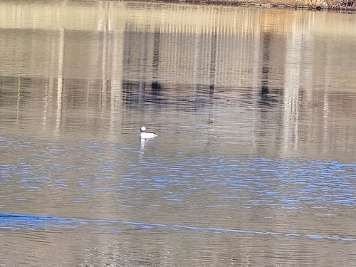 Bufflehead photographed in South Carolina