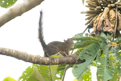 Microsciurus flaviventer