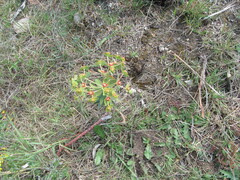 Euphorbia oxyphylla