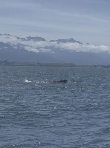 Physeter macrocephalus