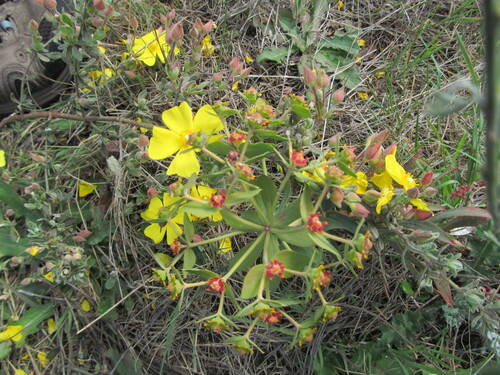 Euphorbia oxyphylla, photograph 2