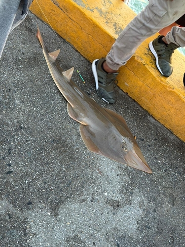Brazilian guitarfish (Pseudobatos horkelii) — Rhinobatidae